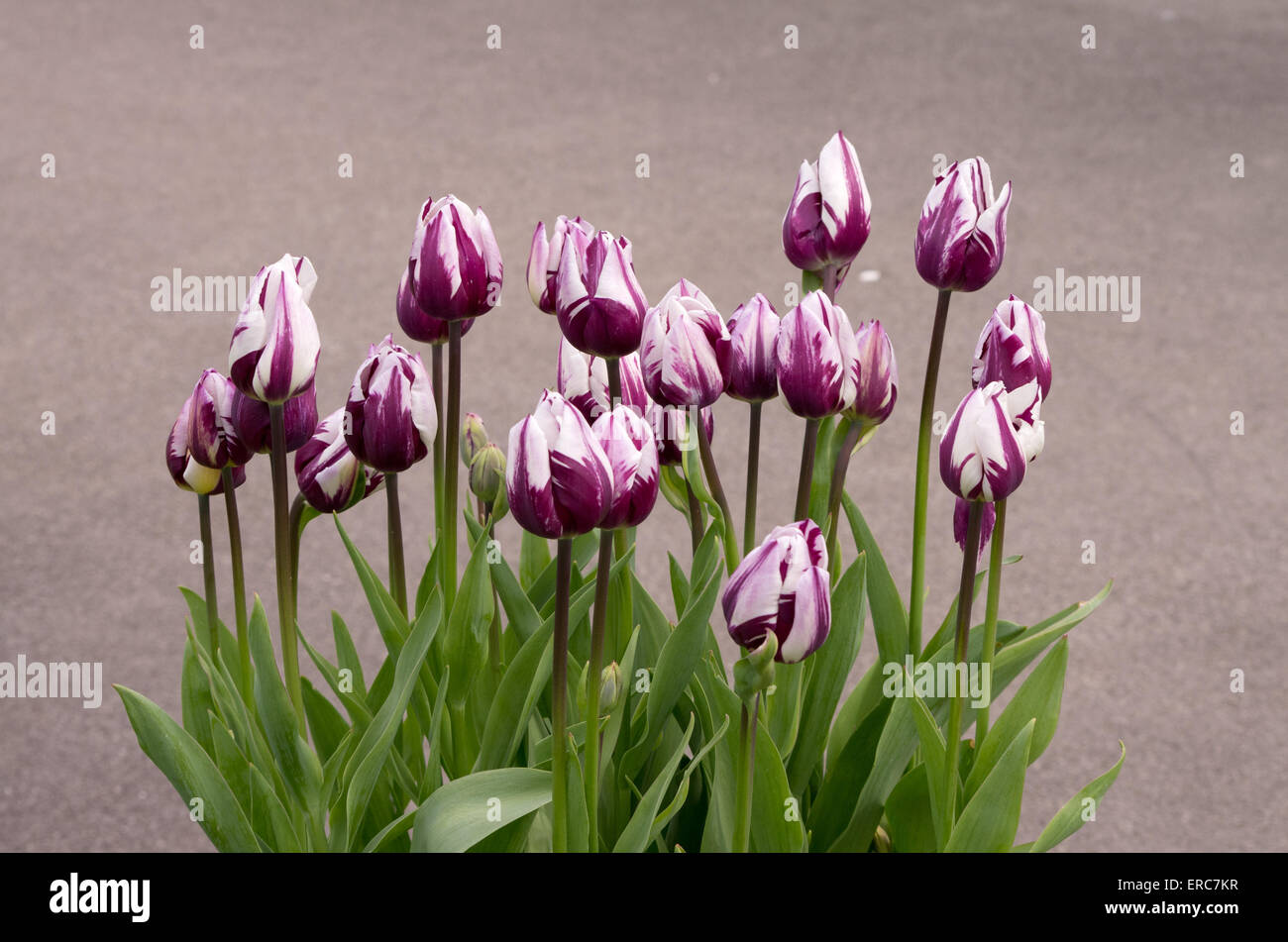 Tulip Rems Rems favori Banque de photographies et d’images à haute résolution - Alamy