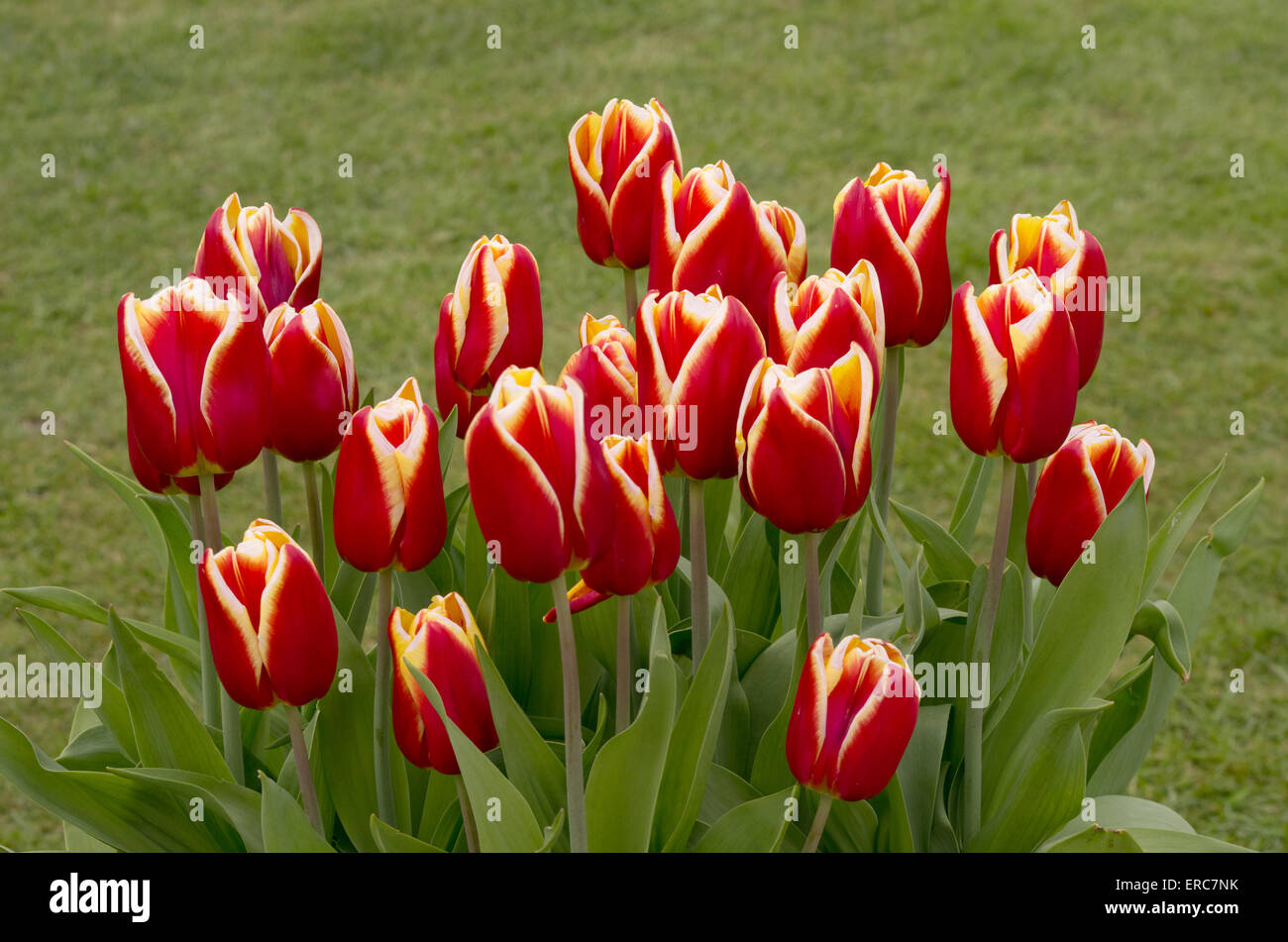 La réputation des tulipes Banque D'Images