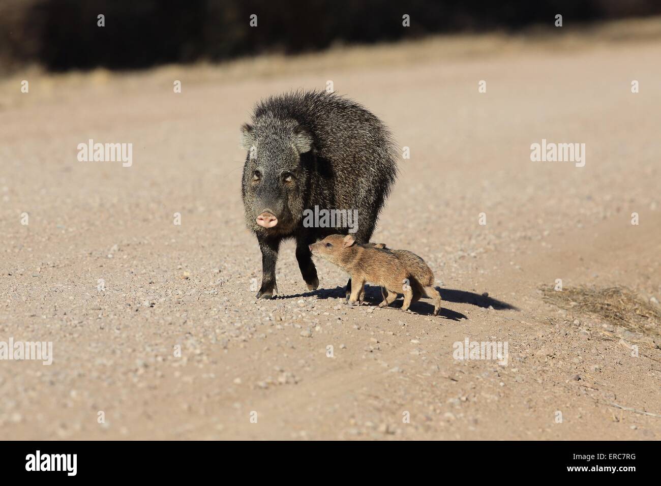 Javelinas Banque D'Images