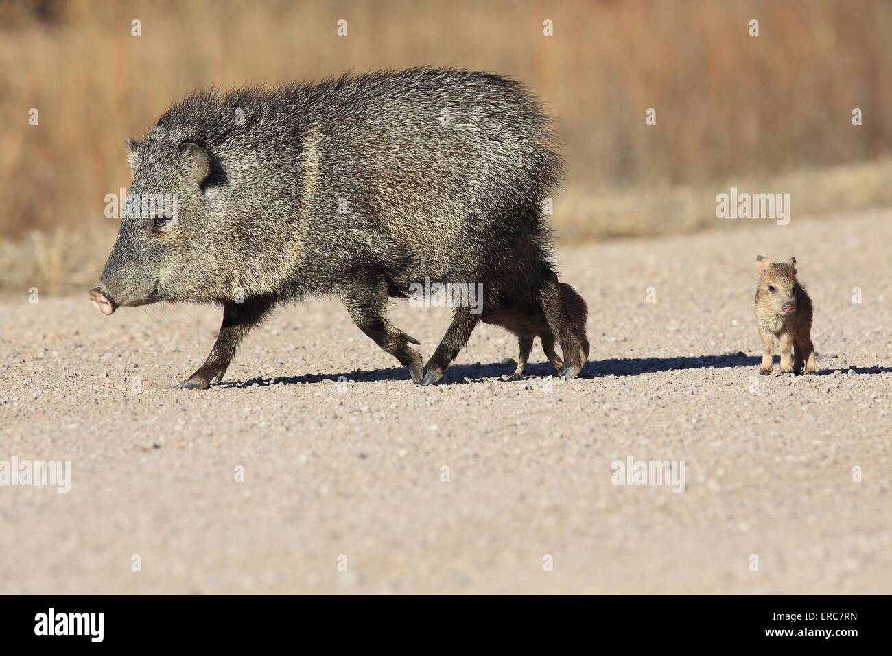 Javelinas Banque D'Images