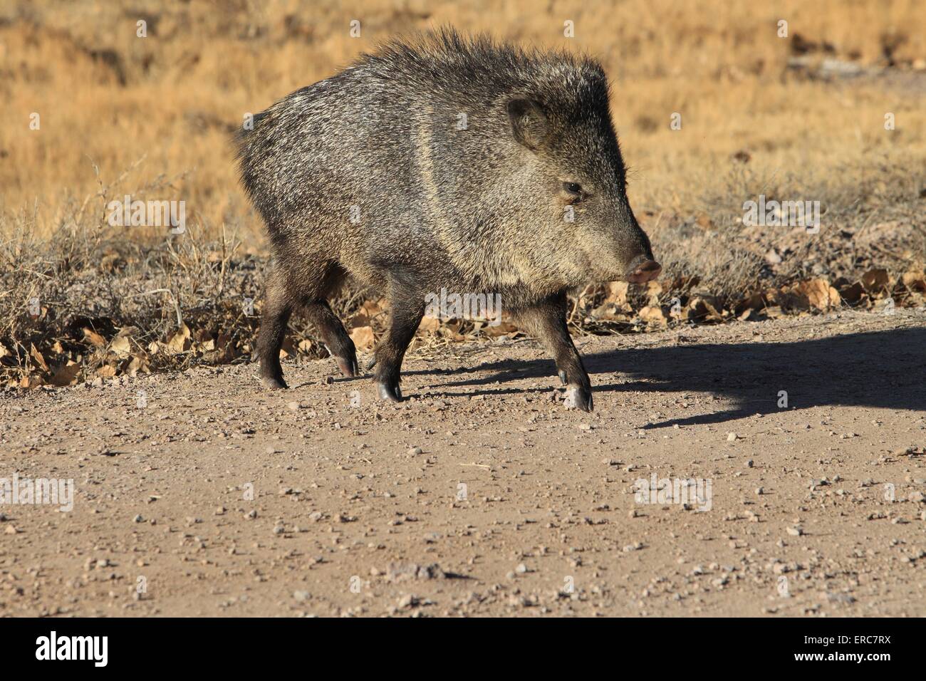 Javelina Banque D'Images