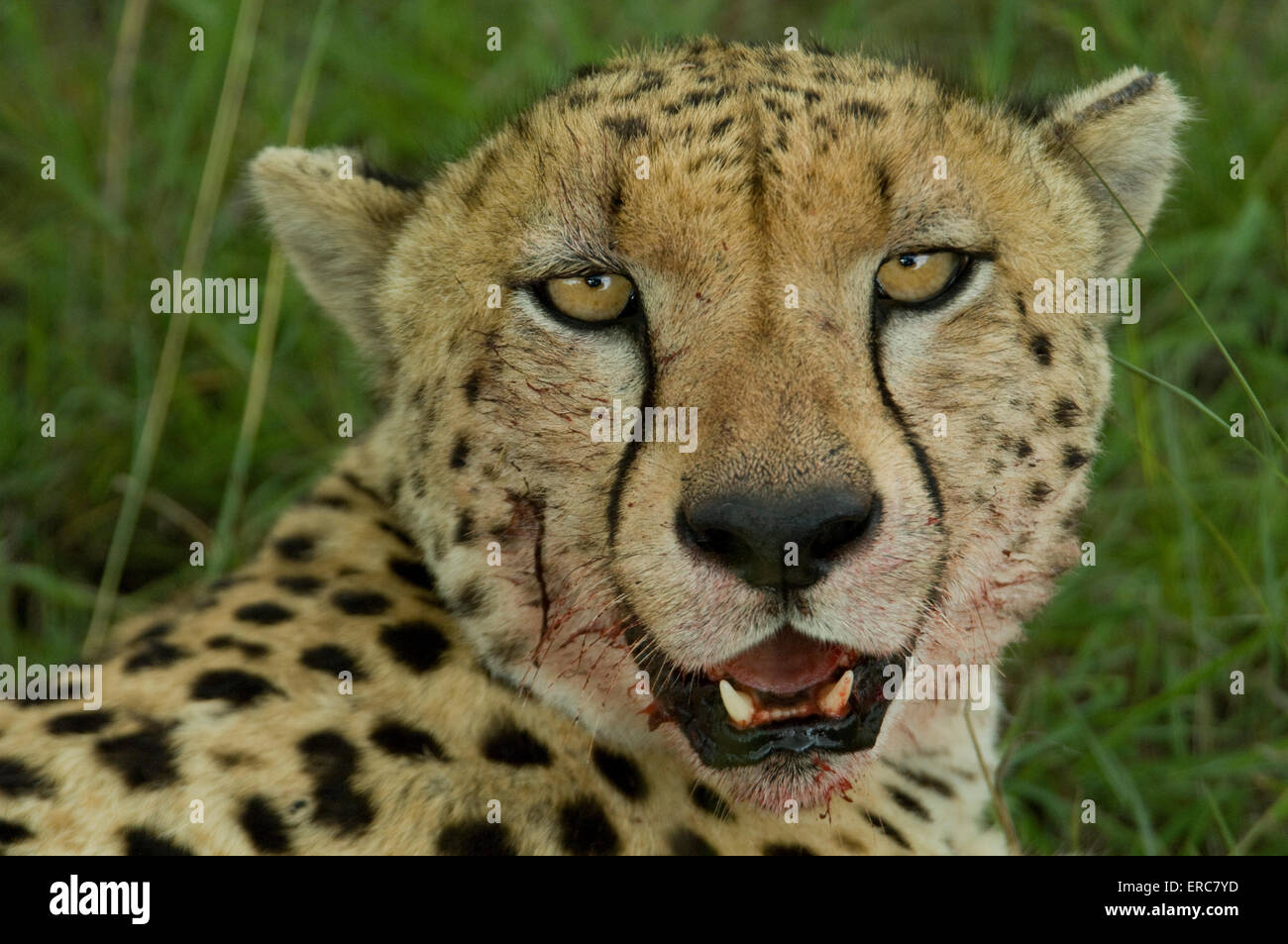 HEAD SHOT DE GUÉPARD AVEC VISAGE SANGLANT DE MANGER UN RÉCENT KILL Banque D'Images