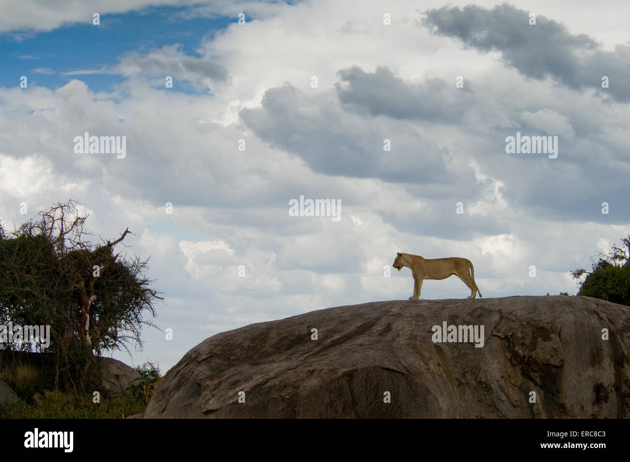 LION DEBOUT SUR KOPJE Banque D'Images