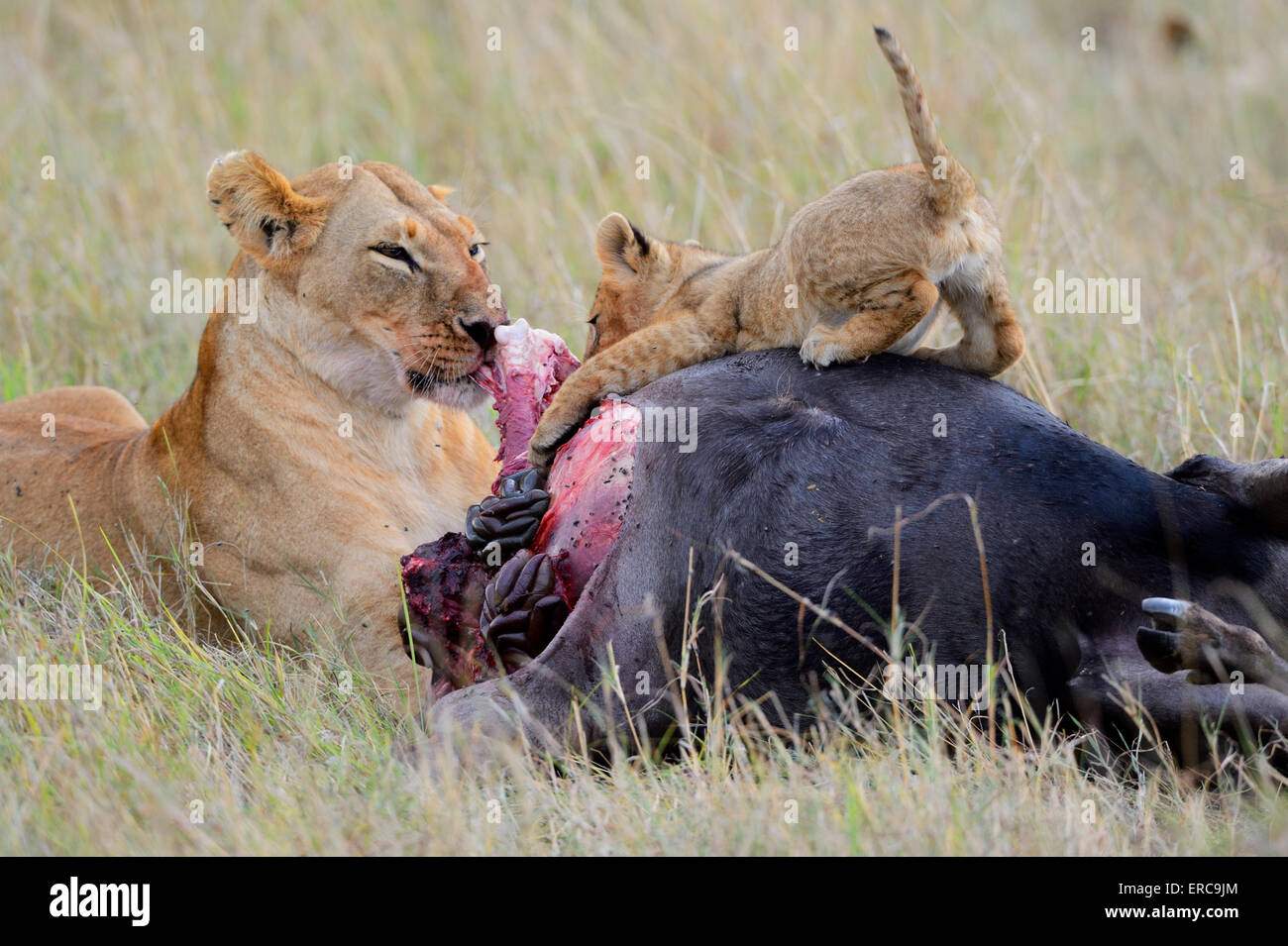 Lioness (Panthera leo) cub, à la tuer, se nourrir de carcasses de gnous, Masai Mara National Reserve, Kenya Banque D'Images