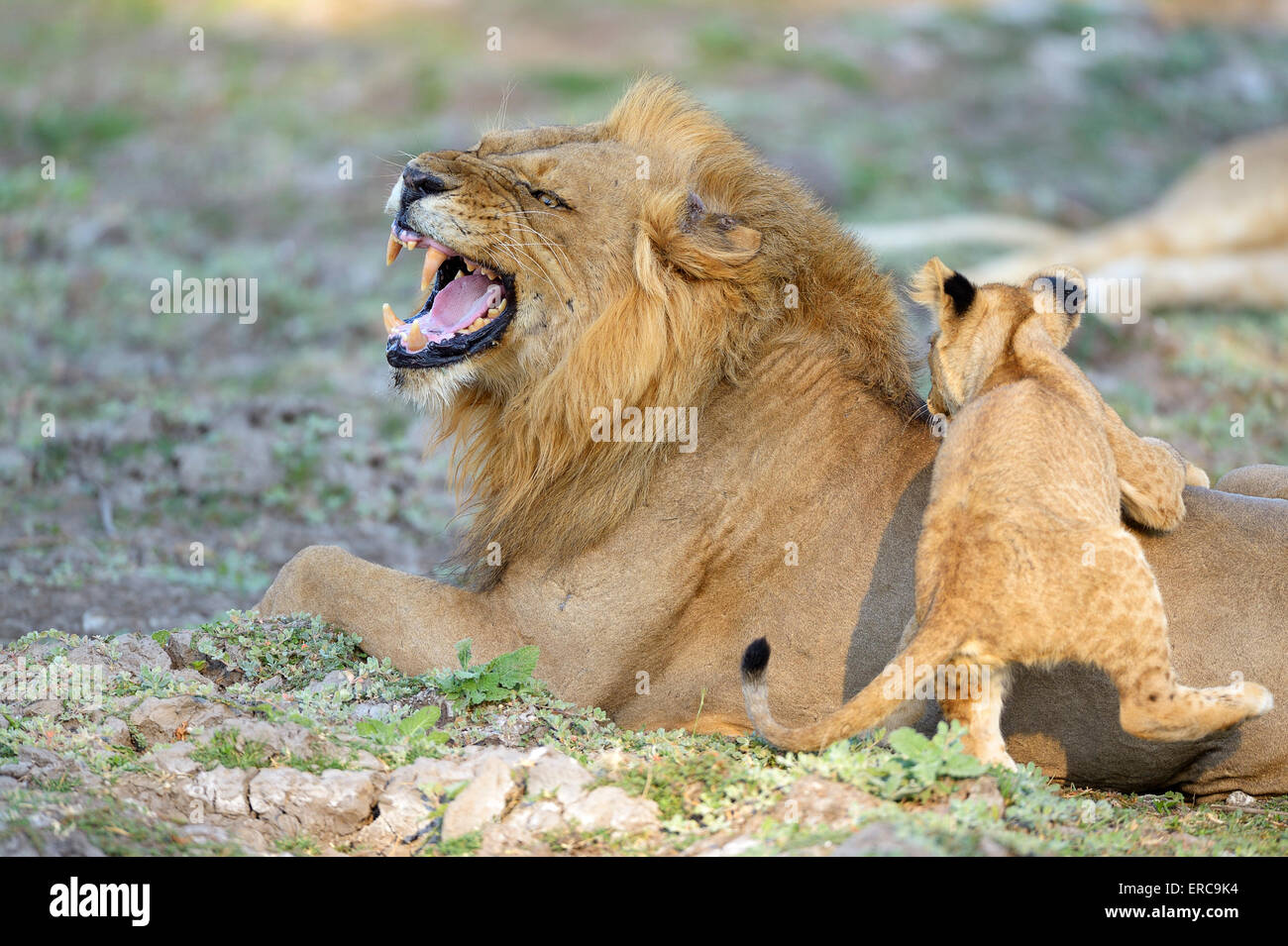 Lion (Panthera leo), homme jouant avec les jeunes, Lower Zambezi National Park, Zambie Banque D'Images