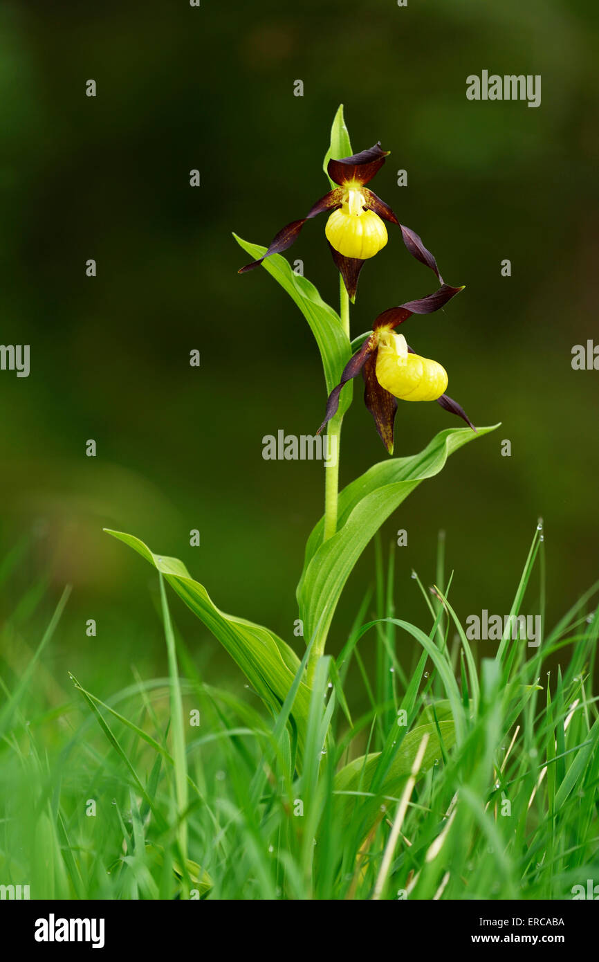 Lady's Slipper orchid (Cypripedium calceolus), la floraison, Canton de Schwyz, Suisse Banque D'Images
