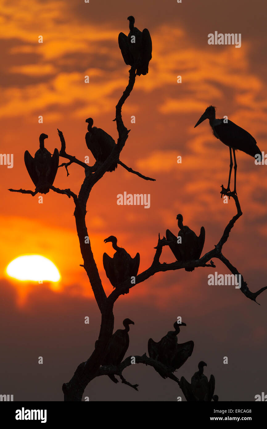 Les vautours à dos blanc (Gyps africanus) et Marabou Stork (crumeniferus Flamant rose (Phoenicopterus ruber), au coucher du soleil sur leur arbre au repos Banque D'Images