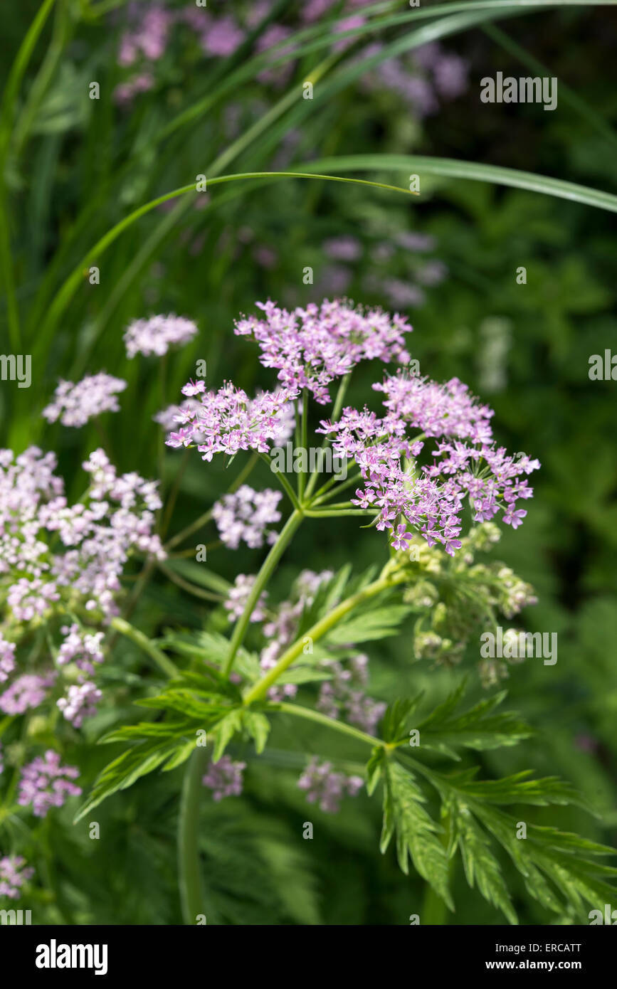 Chaerophyllum Hirsutum roseum pousse dans un jardin anglais au printemps. Banque D'Images