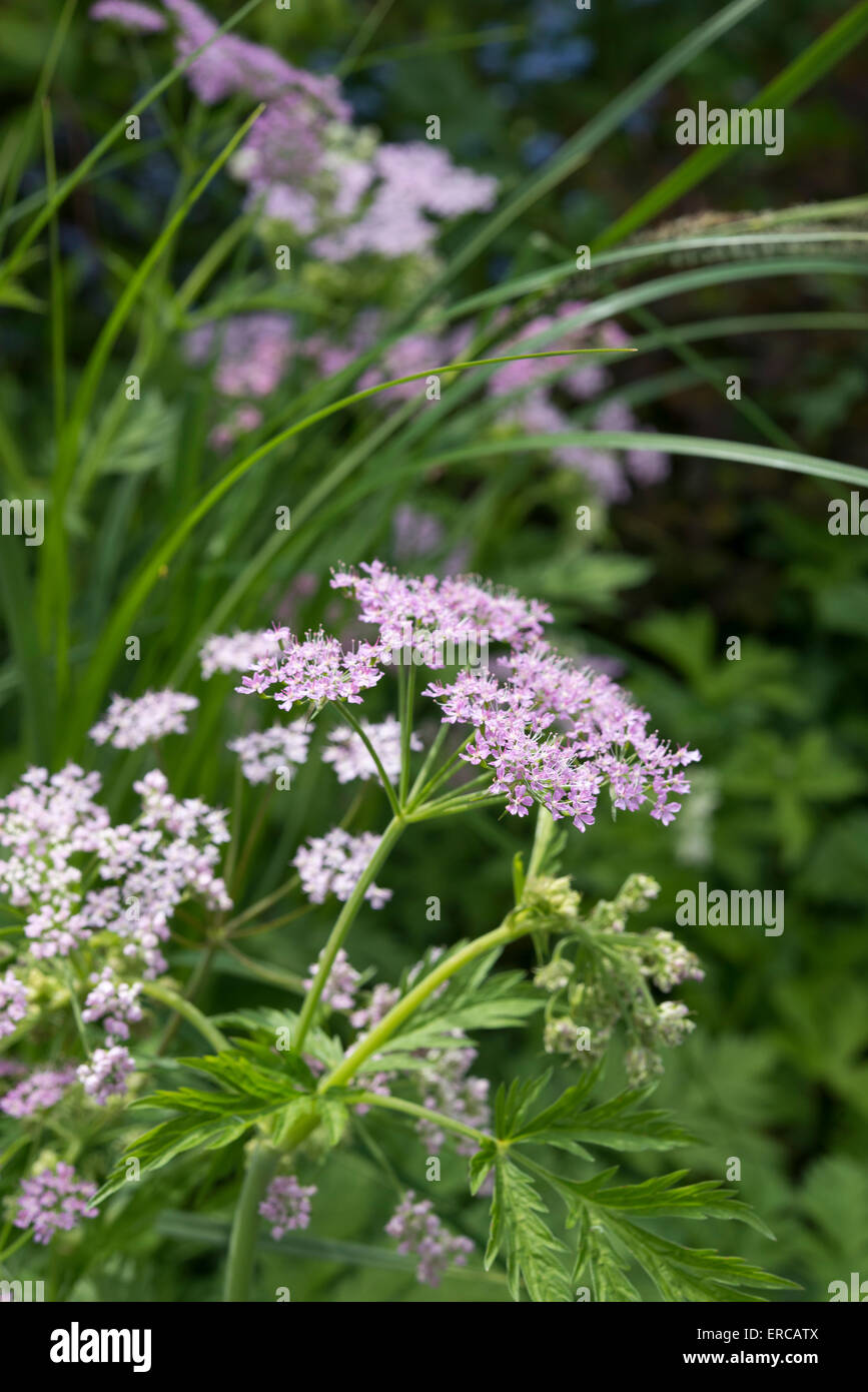 Chaerophyllum Hirsutum roseum pousse dans un jardin anglais au printemps. Banque D'Images