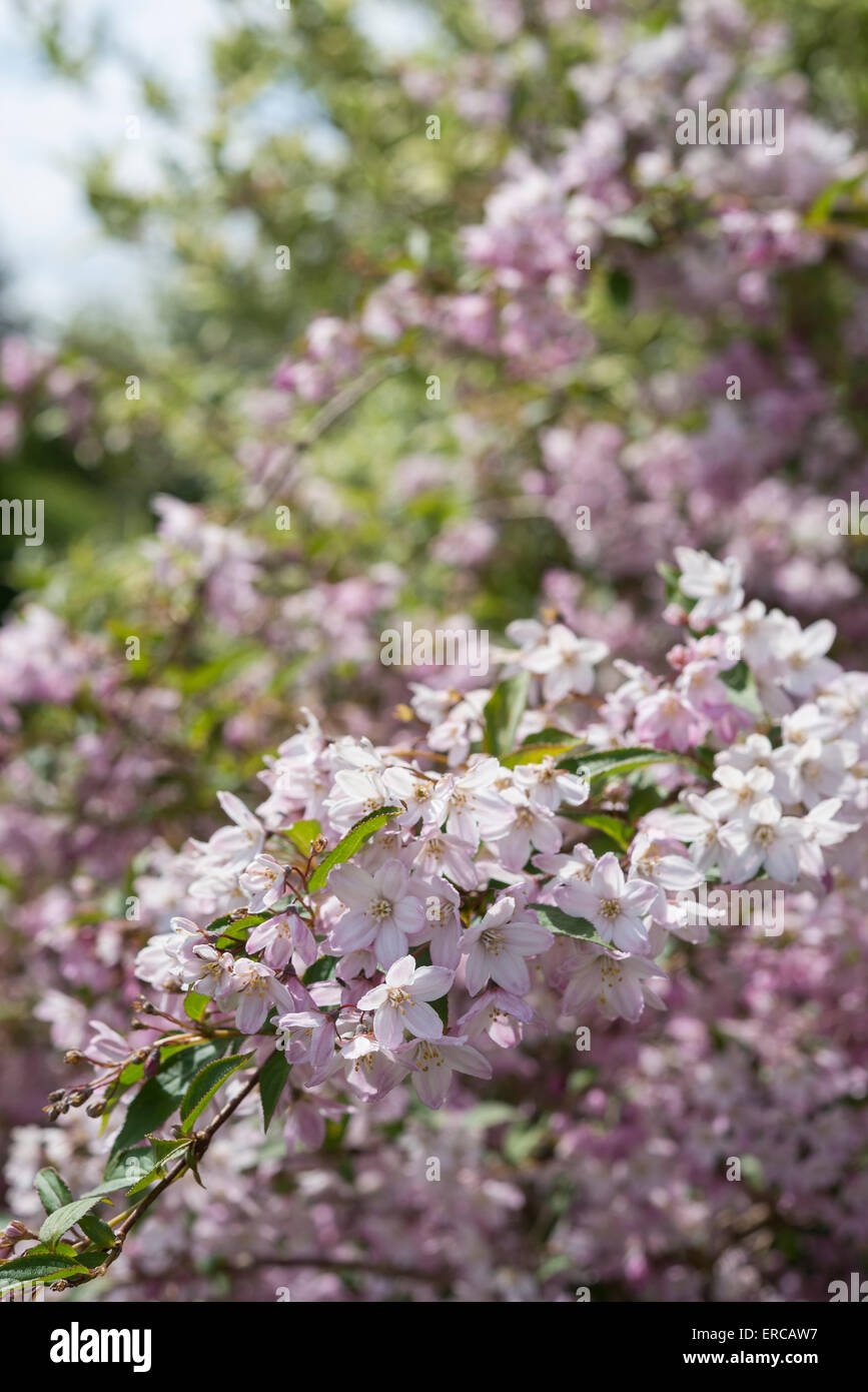 Floraison rose Deutzia Rosea arbuste à la fin du printemps le soleil. Banque D'Images