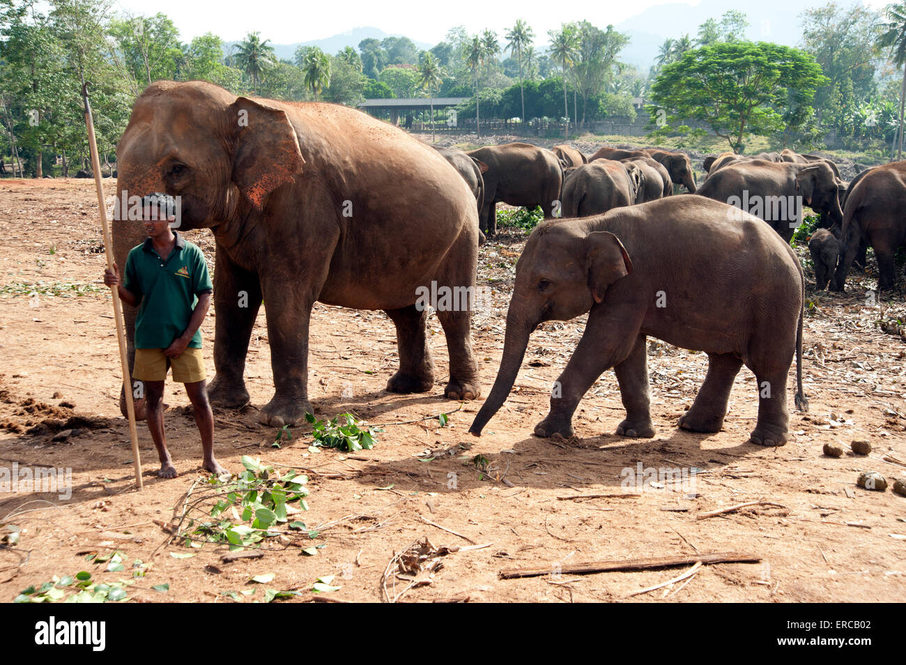 Un groupe d'adultes et bébés éléphants mangeant à l'orphelinat des éléphants Pinnewala Kandy au Sri Lanka Banque D'Images