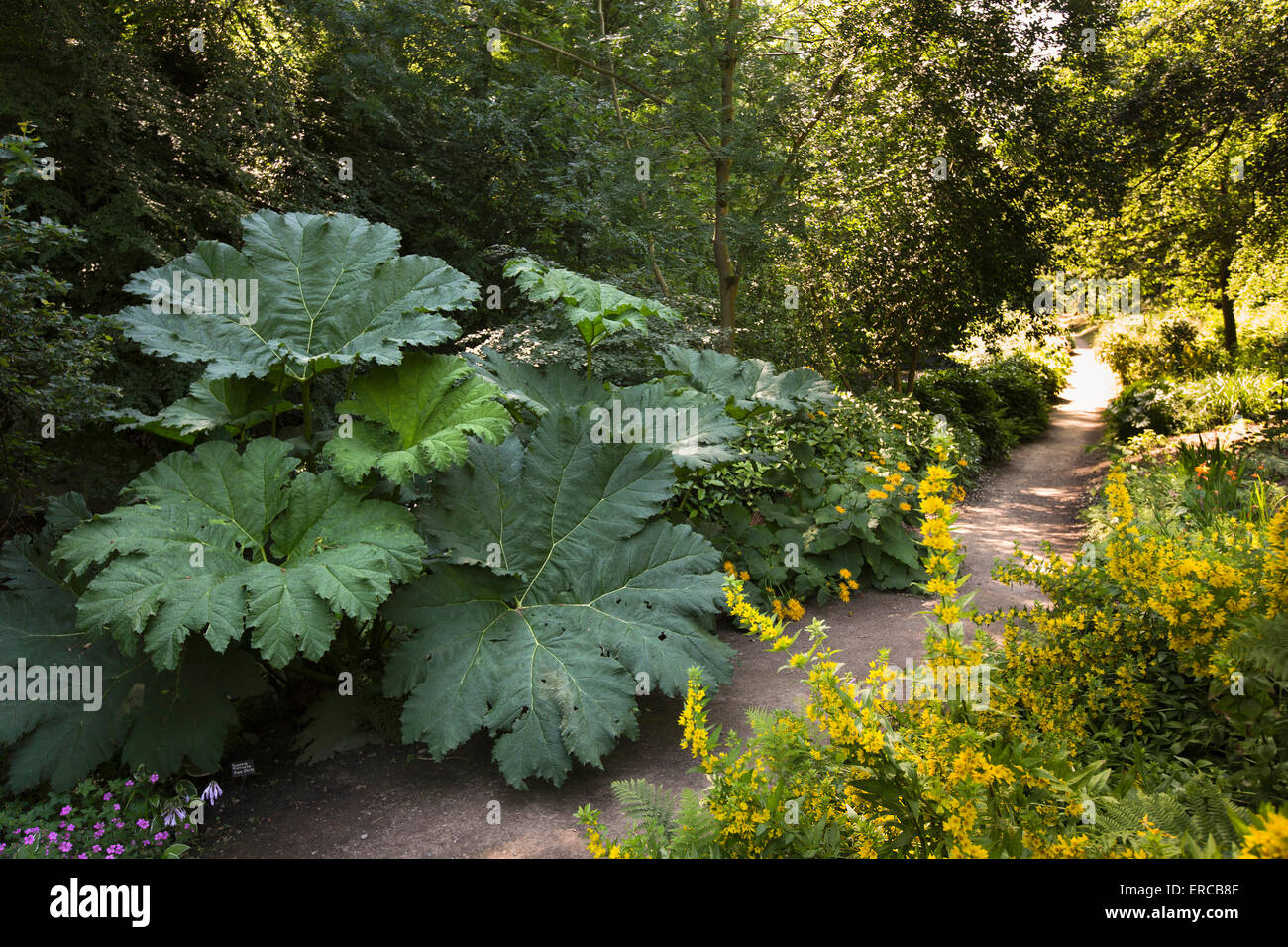 Royaume-uni, Angleterre, Cheshire, Styal Quarry Bank, maison, jardins, Gunnera manicata feuilles sur Ferney chemin Front Banque D'Images