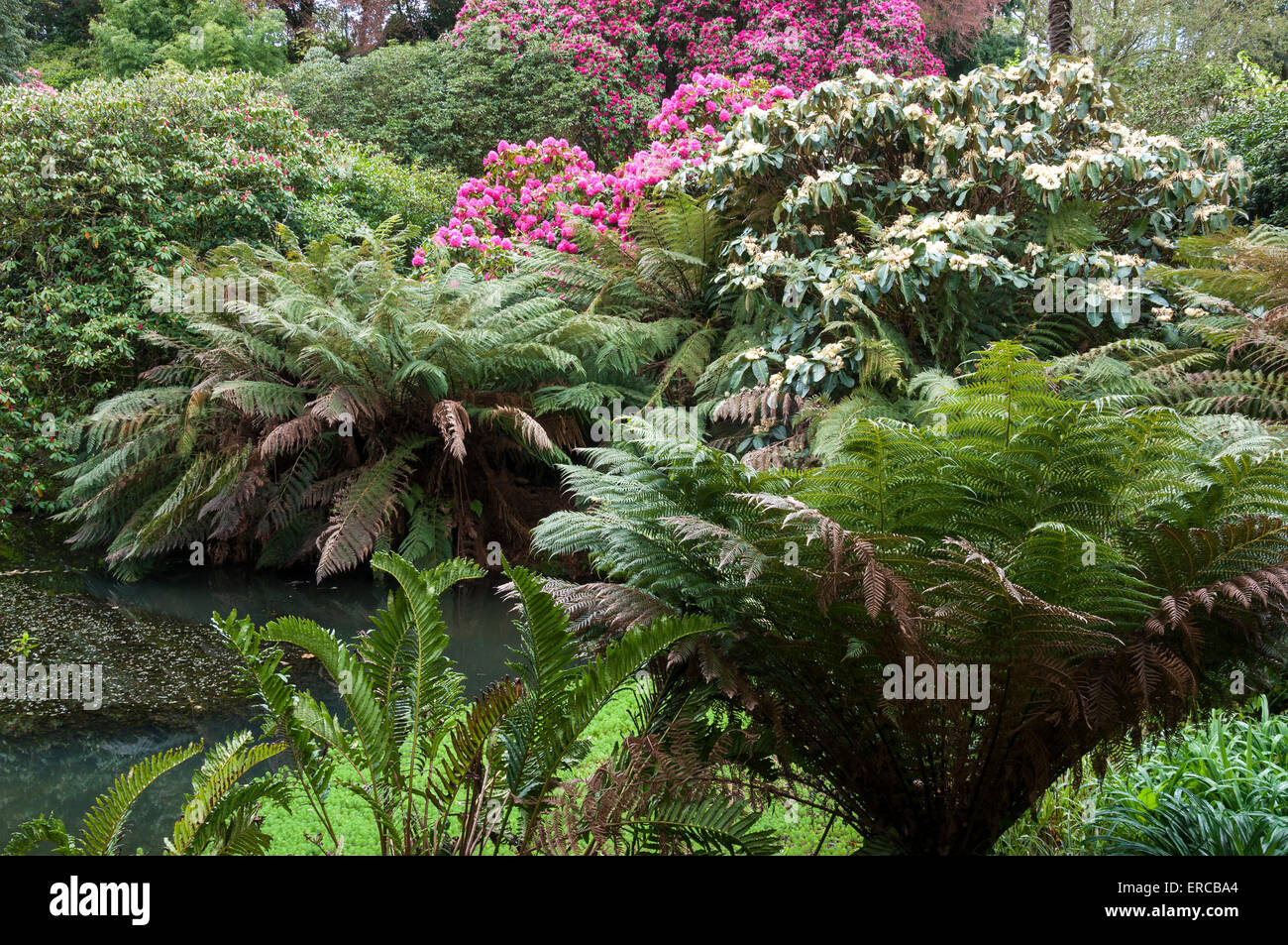 Les fougères arborescentes et les rhododendrons poussant dans les jardins luxuriants à Trebah près de Falmouth en Cornouailles. Banque D'Images