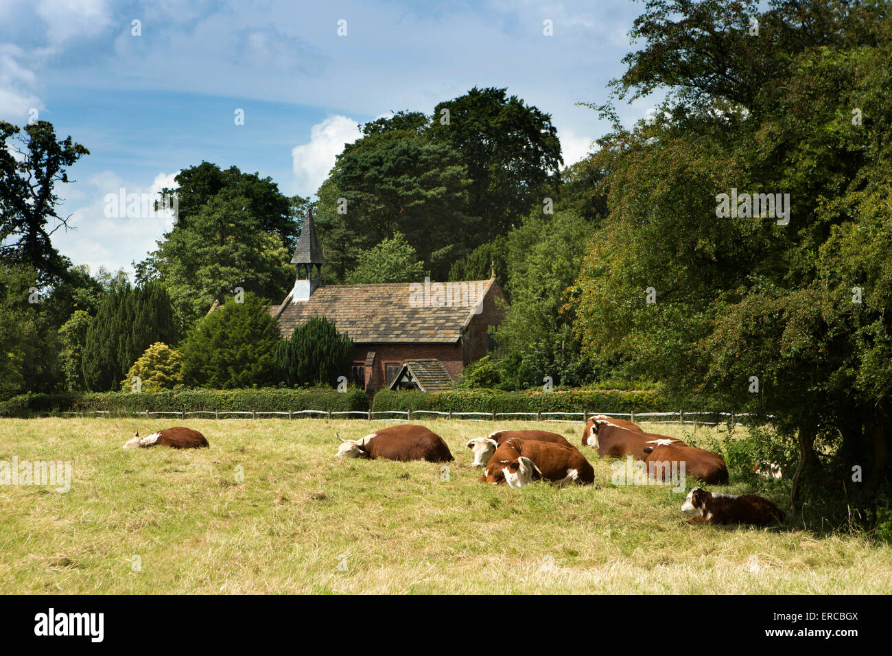 Royaume-uni, Angleterre, Cheshire, Styal, les bovins couchés dans champ à côté Norcliffe Chapelle Unitarienne Banque D'Images