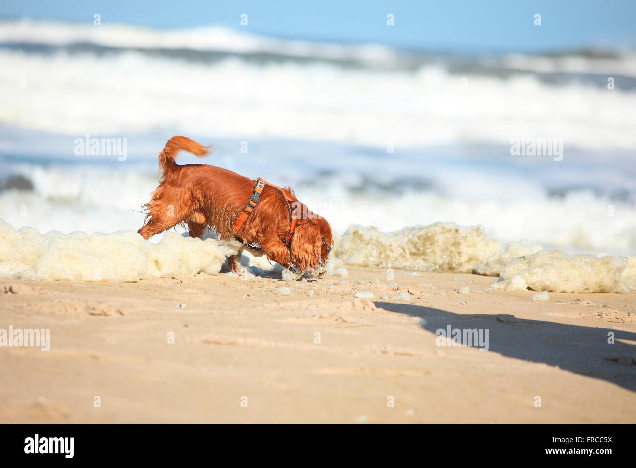 Cavalier King Charles Spaniel, homme, ruby, Texel, Pays-Bas|Cavalier King Charles Spaniel, Ruede, ruby, Texel, Pays-Bas Banque D'Images