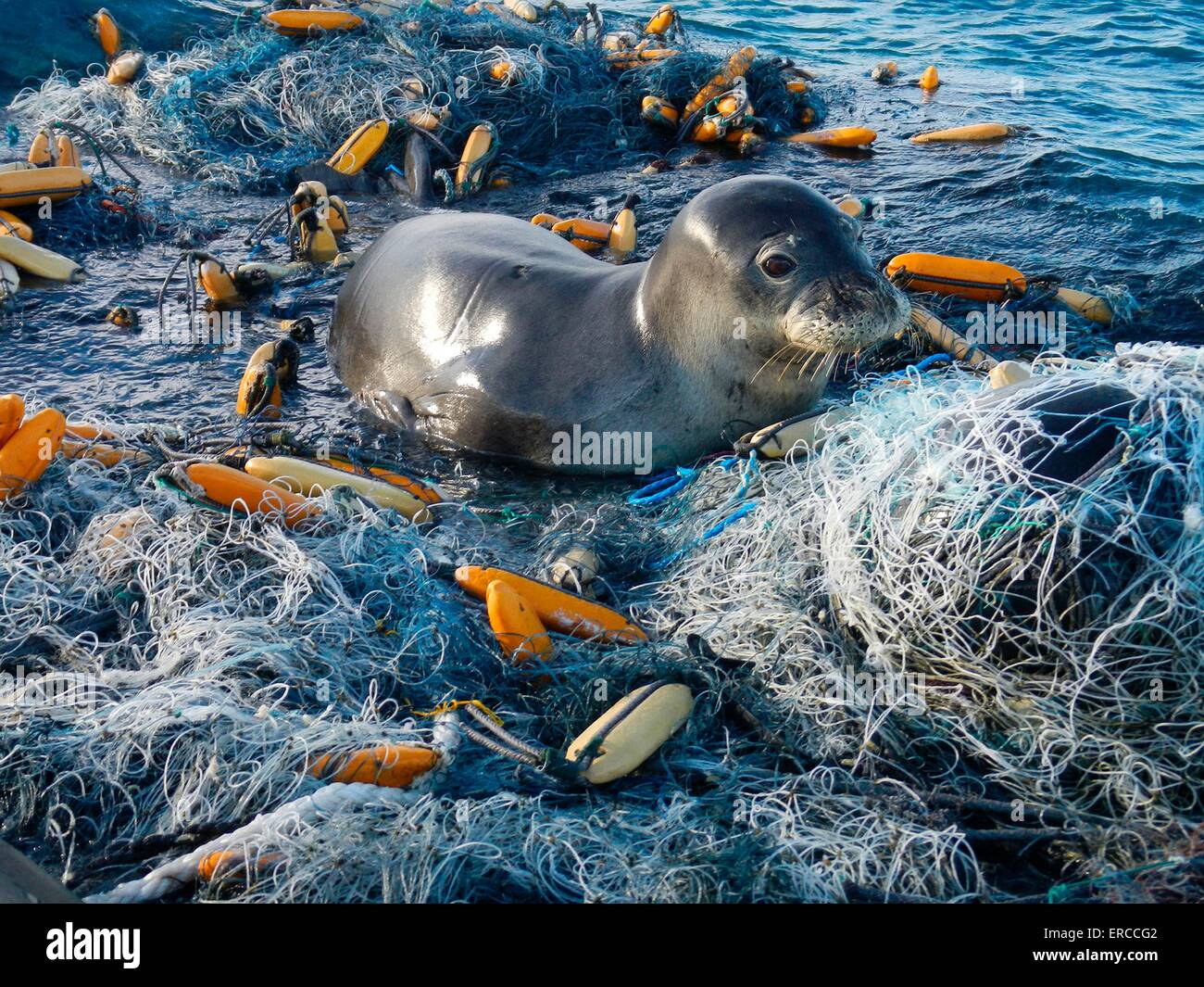 Une espèce en voie d'phoque moine Hawaiien est empêtré dans un filet de pêche de Pearl et Hermes Atoll dans le nord-ouest des îles Hawaii. Banque D'Images