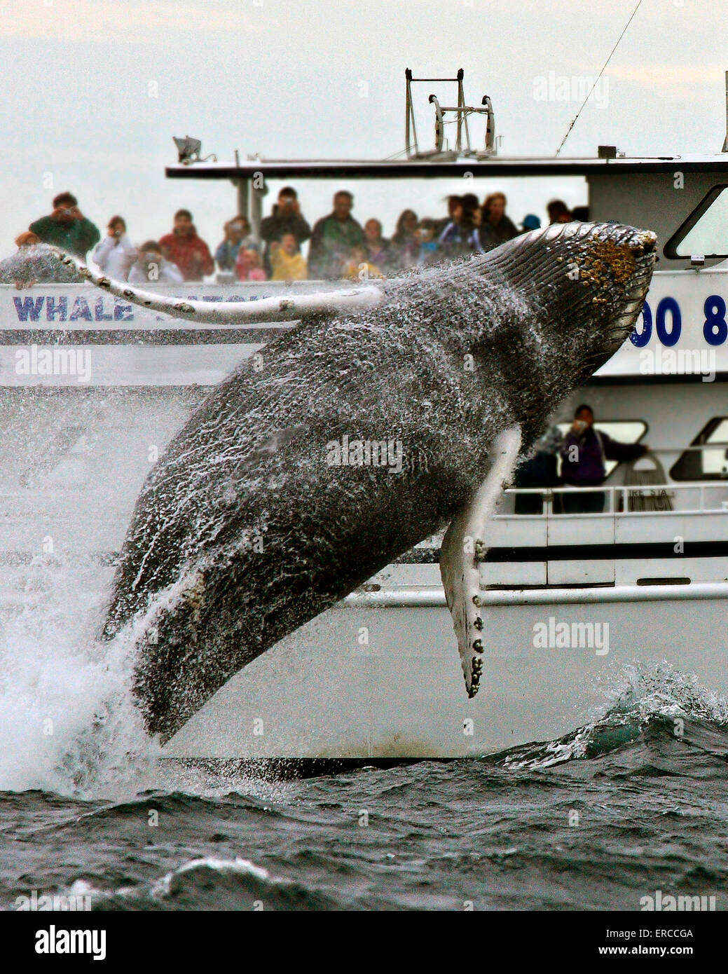 Une baleine à bosse de violation en face d'un bateau de croisière  touristique dans le banc Stellwagen Bank National Marine Sanctuary dans le  Massachusetts Bay, MA Photo Stock - Alamy