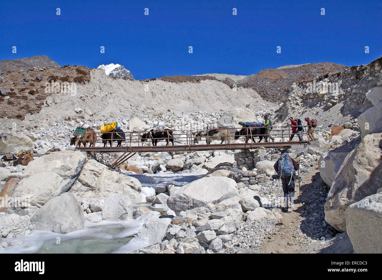 Les porteurs et les bêtes de somme sur le chemin du camp de base de l'Everest à franchir un pont sur l'Imja Khola près de Dhugla, Népal. Banque D'Images