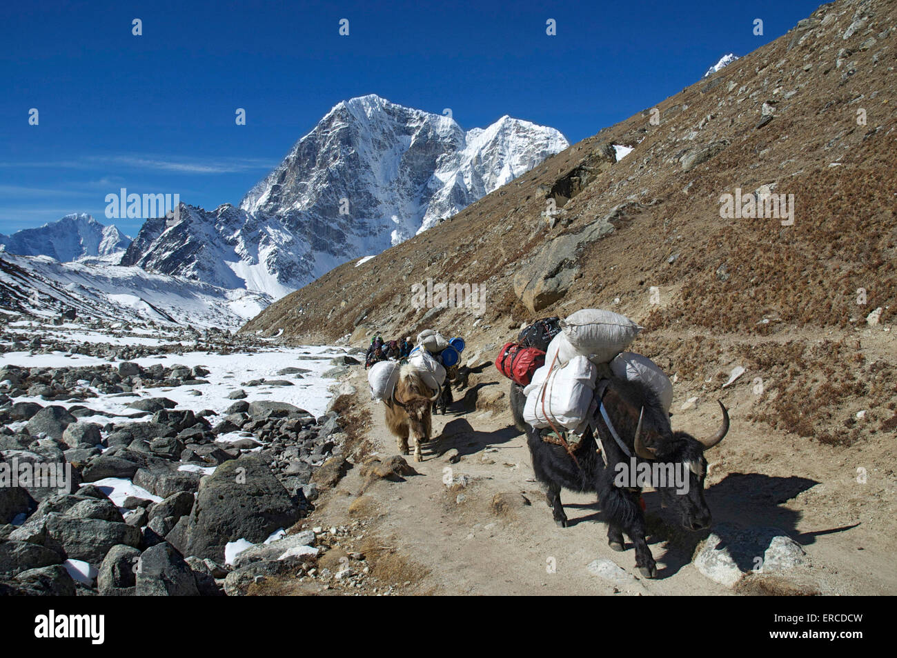 Les porteurs népalais et les bêtes de somme sur un sentier de l'Himalaya dans la région de l'Everest au Népal. Banque D'Images