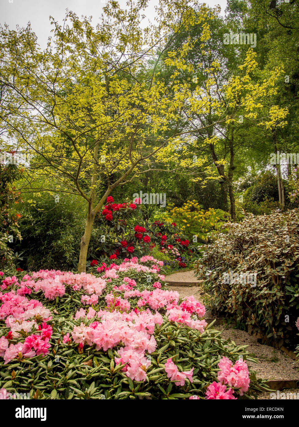 La floraison des rhododendrons Banque D'Images