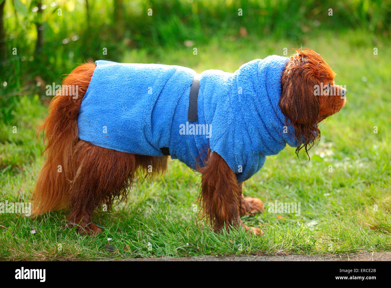 Cavalier King Charles Spaniel, homme, ruby, wearing bathrobe, Texel, Pays-Bas|Cavalier King Charles Spaniel, Ruede, ruby, mit Banque D'Images