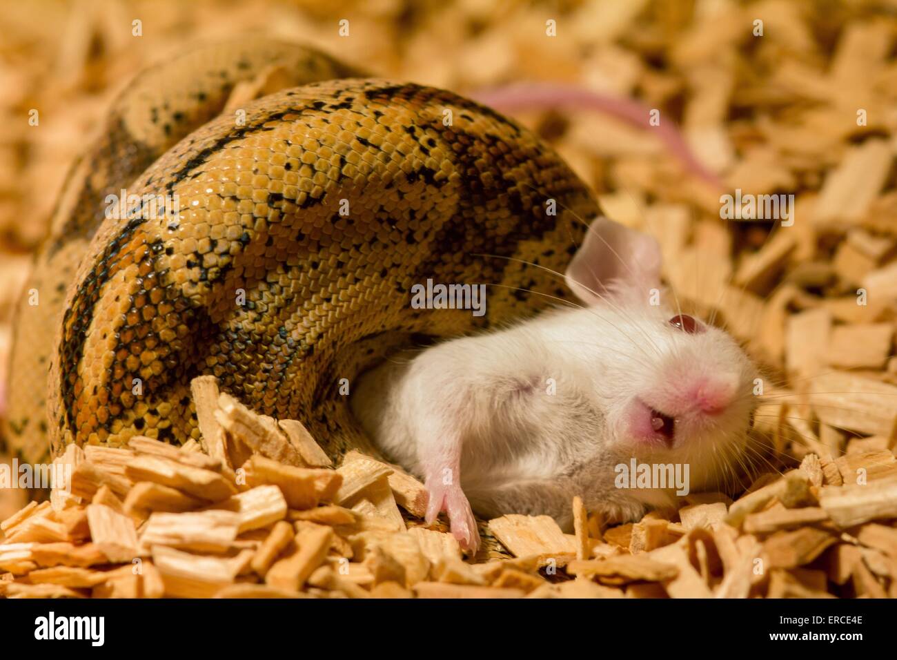 Boa constrictor Banque D'Images