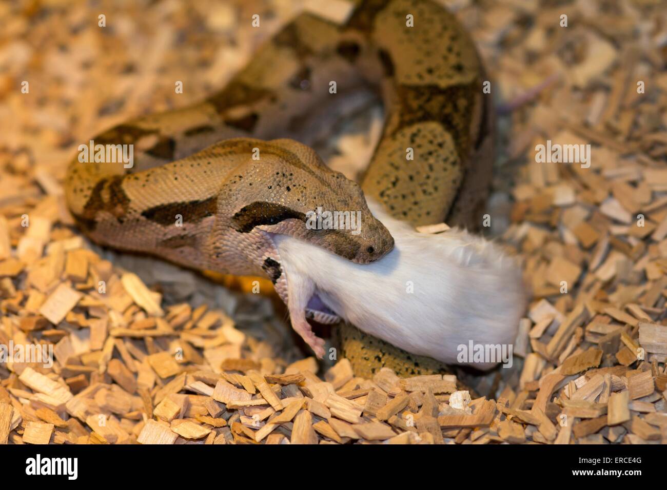 Boa constrictor Banque D'Images