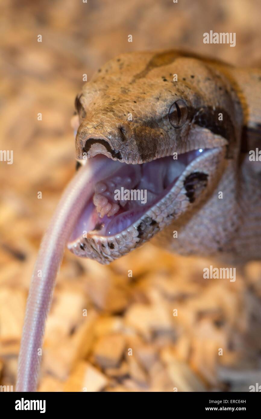 Boa constrictor Banque D'Images