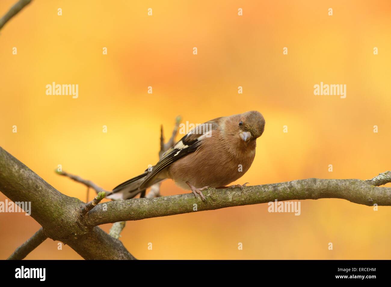 Common chaffinch Banque D'Images