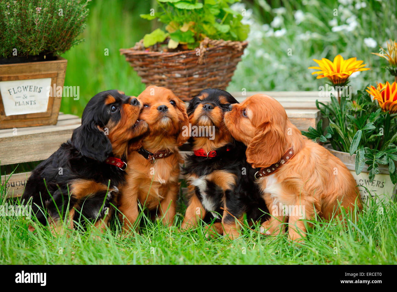 Cavalier King Charles Spaniel, chiots, noir et feu et ruby, 6 semaines|Cavalier King Charles Spaniel Welpen, noir et feu und Banque D'Images