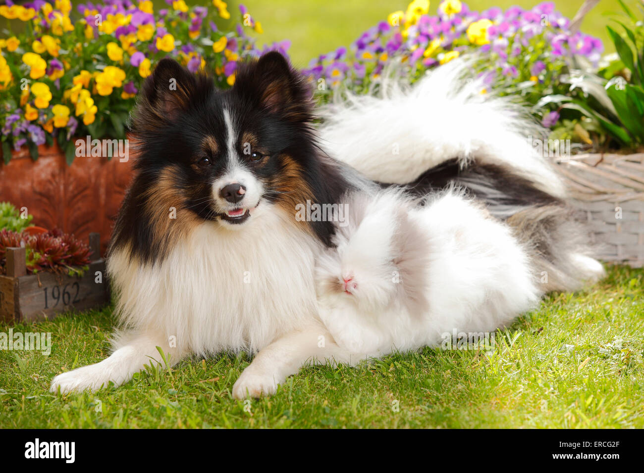 Dog et Teddy lapin nain|und Mischlingshund Teddyzwergkaninchen Banque D'Images