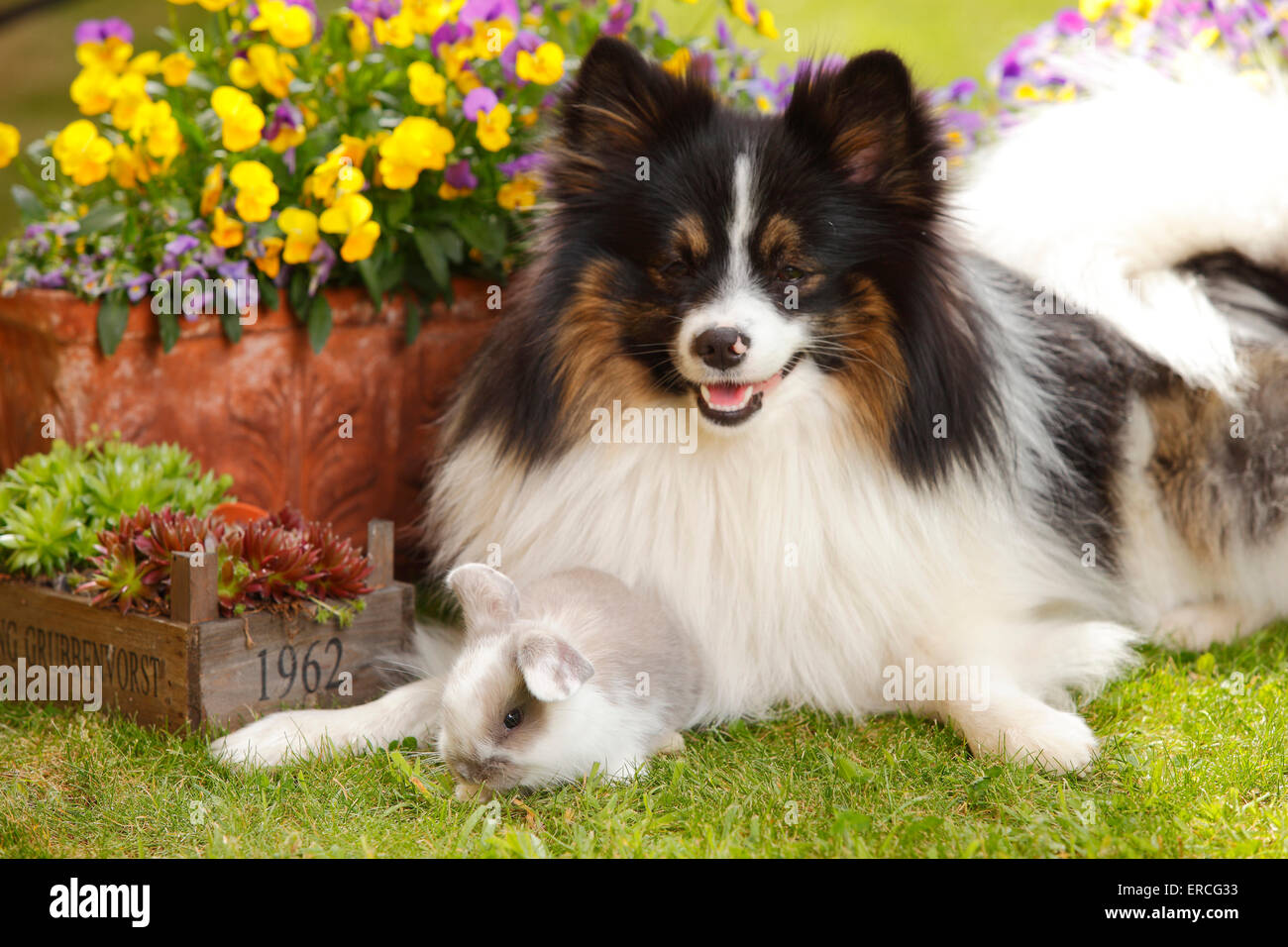 Dog Et Bélier Nain lapin, les jeunes, 5 semaines|Mischlingshund Zwergwidderkaninchen und, Jungtier, 5 Wochen Banque D'Images