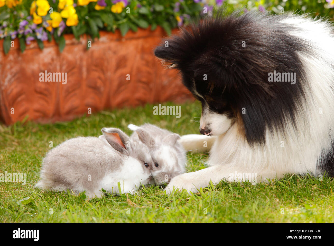 Dog Et Bélier Nain Lapin, Youngs, 5 semaines|Mischlingshund Zwergwidderkaninchen Jungtiere und,, 5 Wochen Banque D'Images
