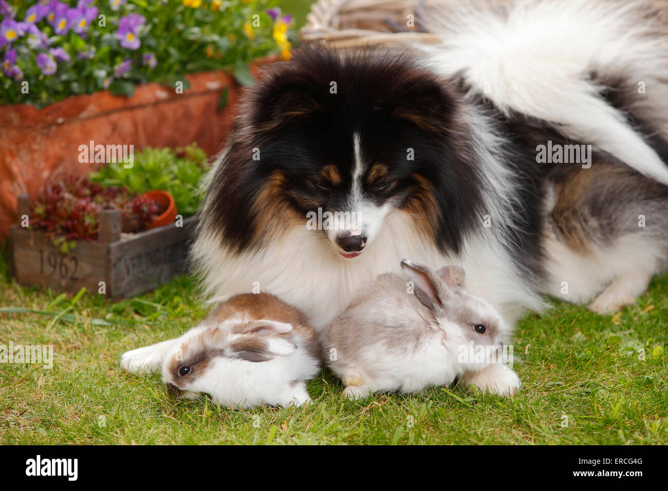 Dog Et Bélier Nain Lapin, Youngs, 5 semaines|Mischlingshund Zwergwidderkaninchen Jungtiere und,, 5 Wochen Banque D'Images