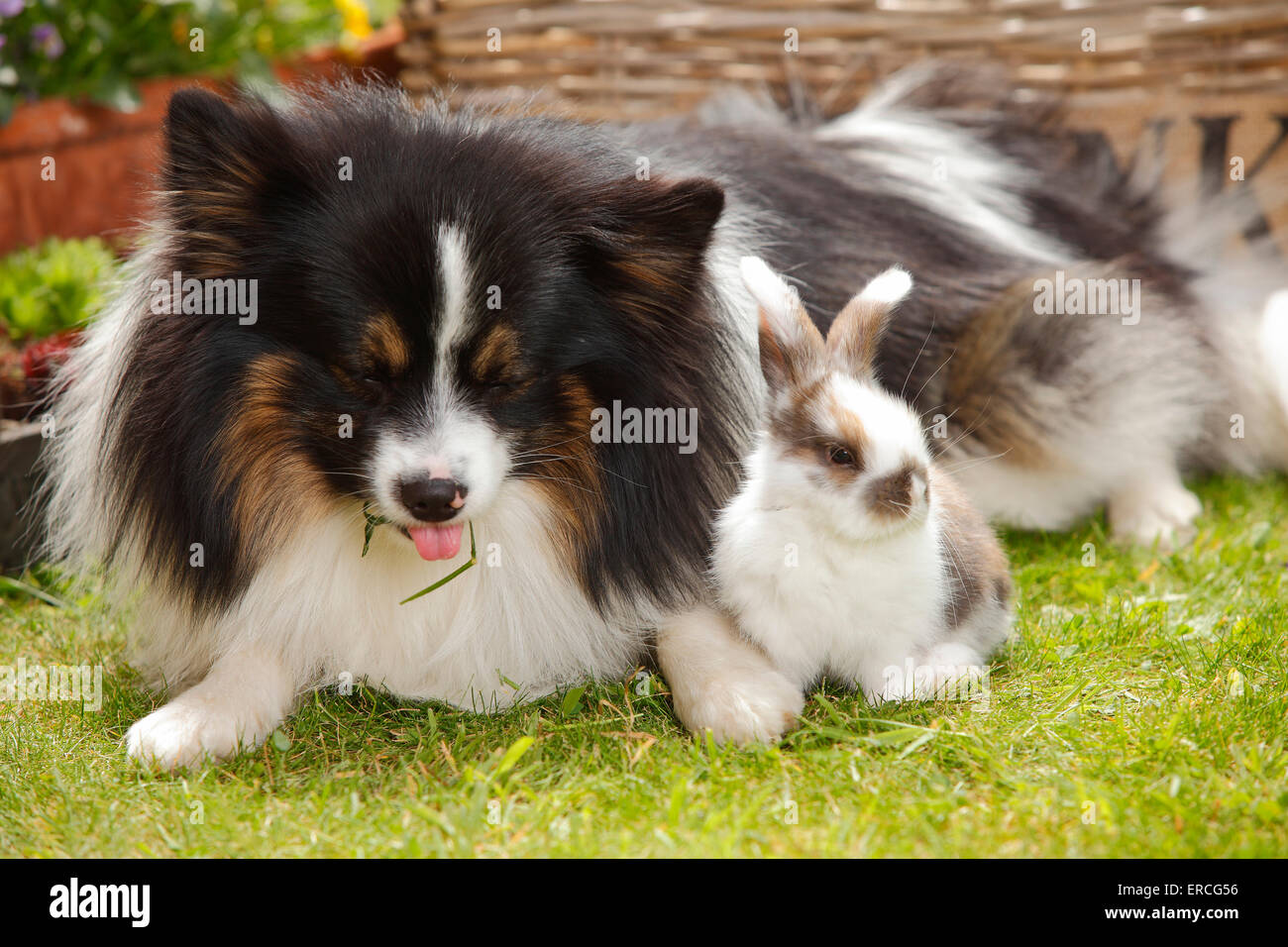 Dog Et Bélier Nain lapin, les jeunes, 5 semaines|Mischlingshund Zwergwidderkaninchen und, Jungtier, 5 Wochen Banque D'Images