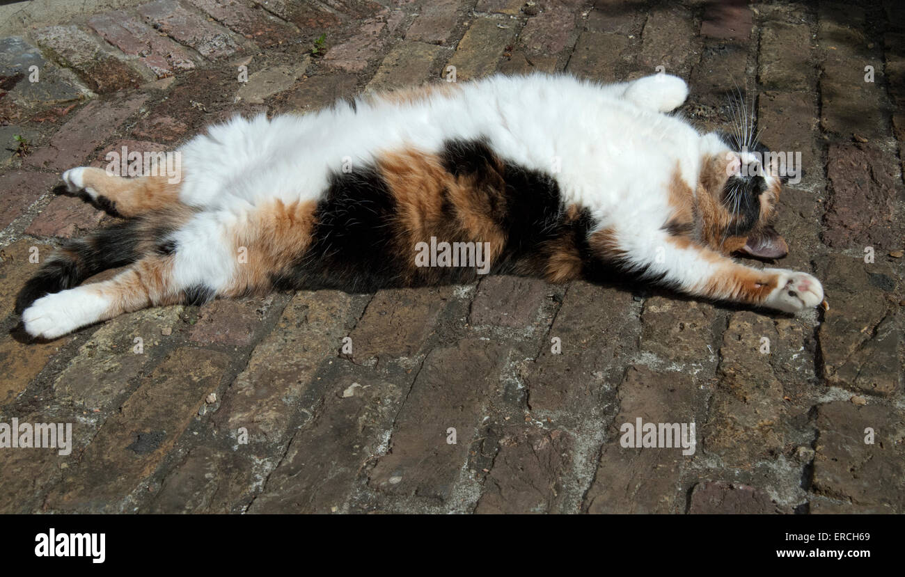Écaille de chat à ventre blanc couchée sur le ack à l'extérieur, au soleil endormi dans la cour arrière avec bras et jambes propagation Banque D'Images