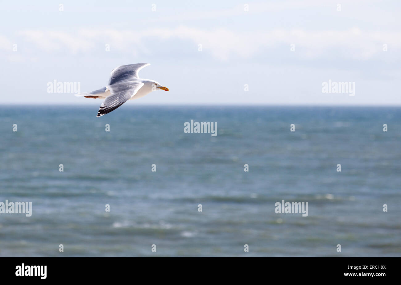 Gull mouette voler contre une mer claire et le fond de ciel Banque D'Images