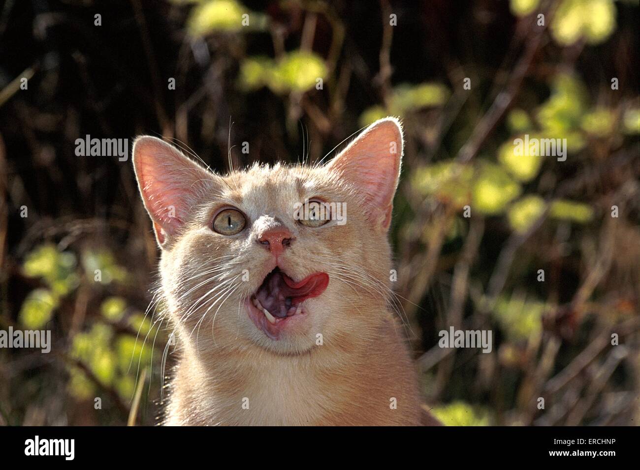 Chat Leche La Bouche Photo Stock Alamy Chat Leche La Bouche Photo Stock Alamy