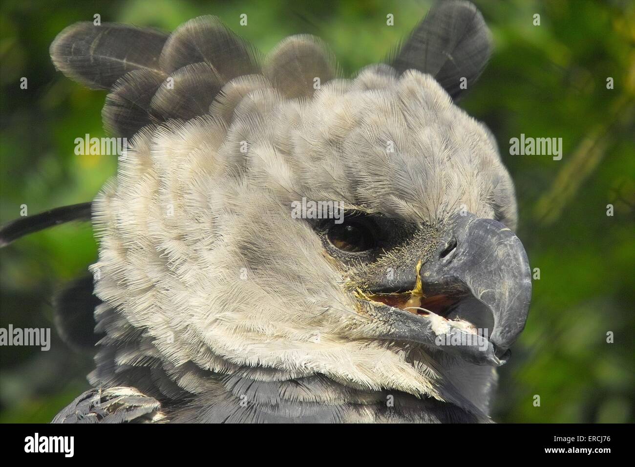 Harpie des animaux aigle Banque de photographies et d'images à haute  résolution - Alamy