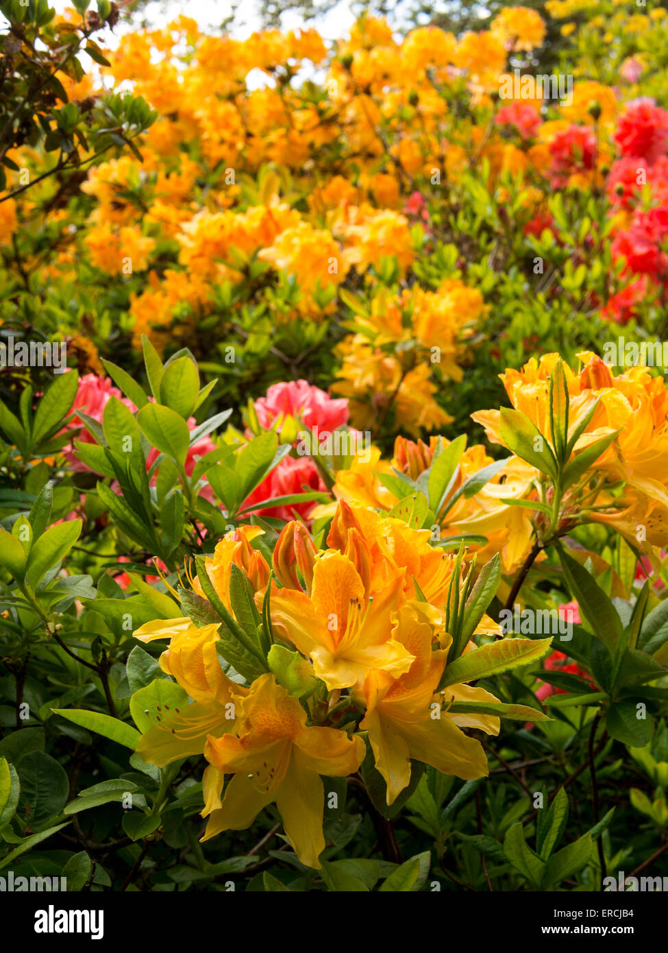 Rhododendron coloré fleurs à Lea Gardens, Lea,Derbyshire, Royaume-Uni. Banque D'Images