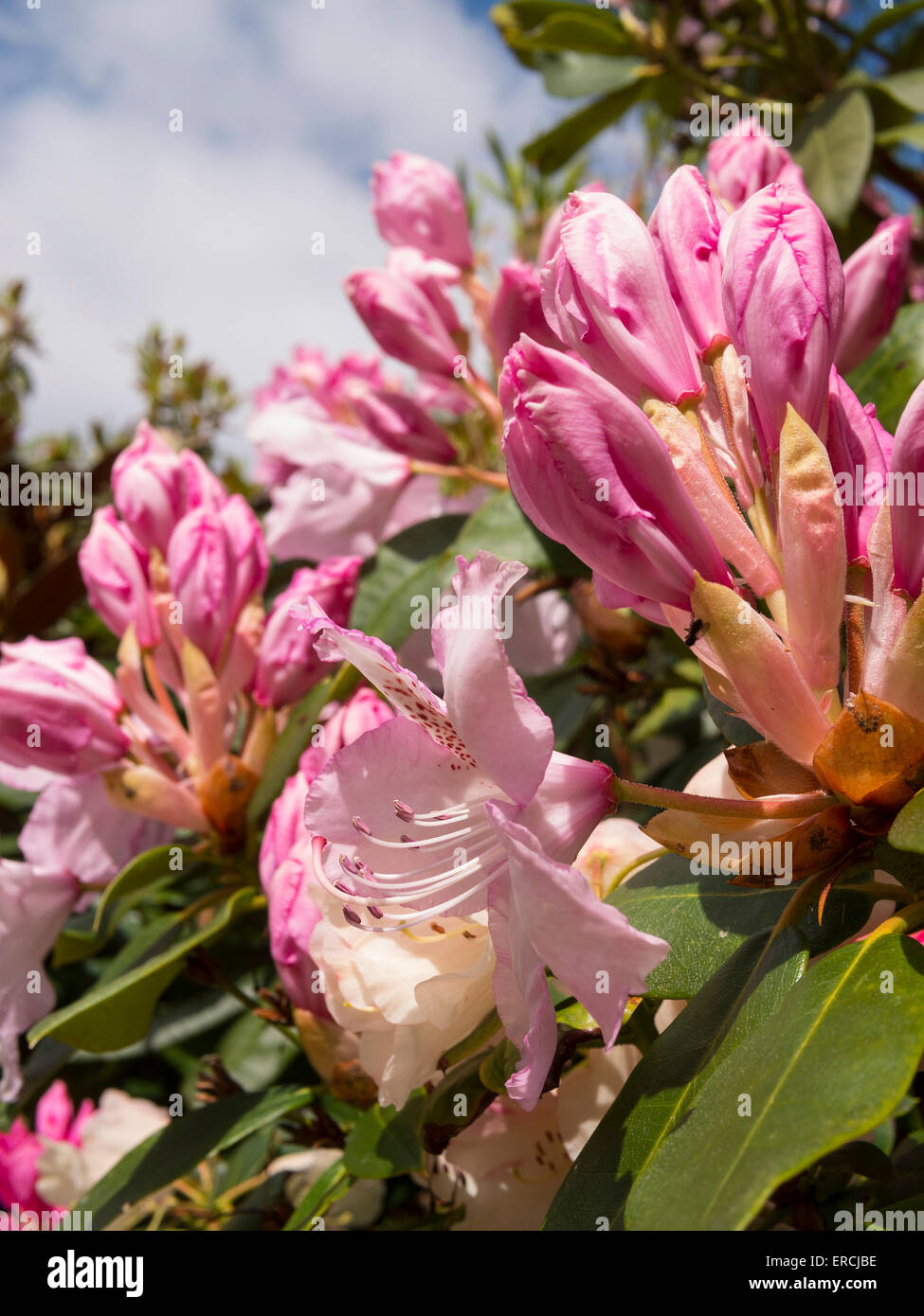 Rhododendron coloré fleurs à Lea Gardens, Lea,Derbyshire, Royaume-Uni. Banque D'Images