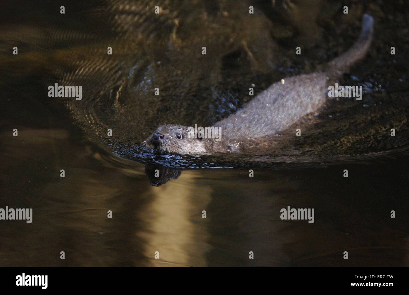 Une loutre commune Banque D'Images