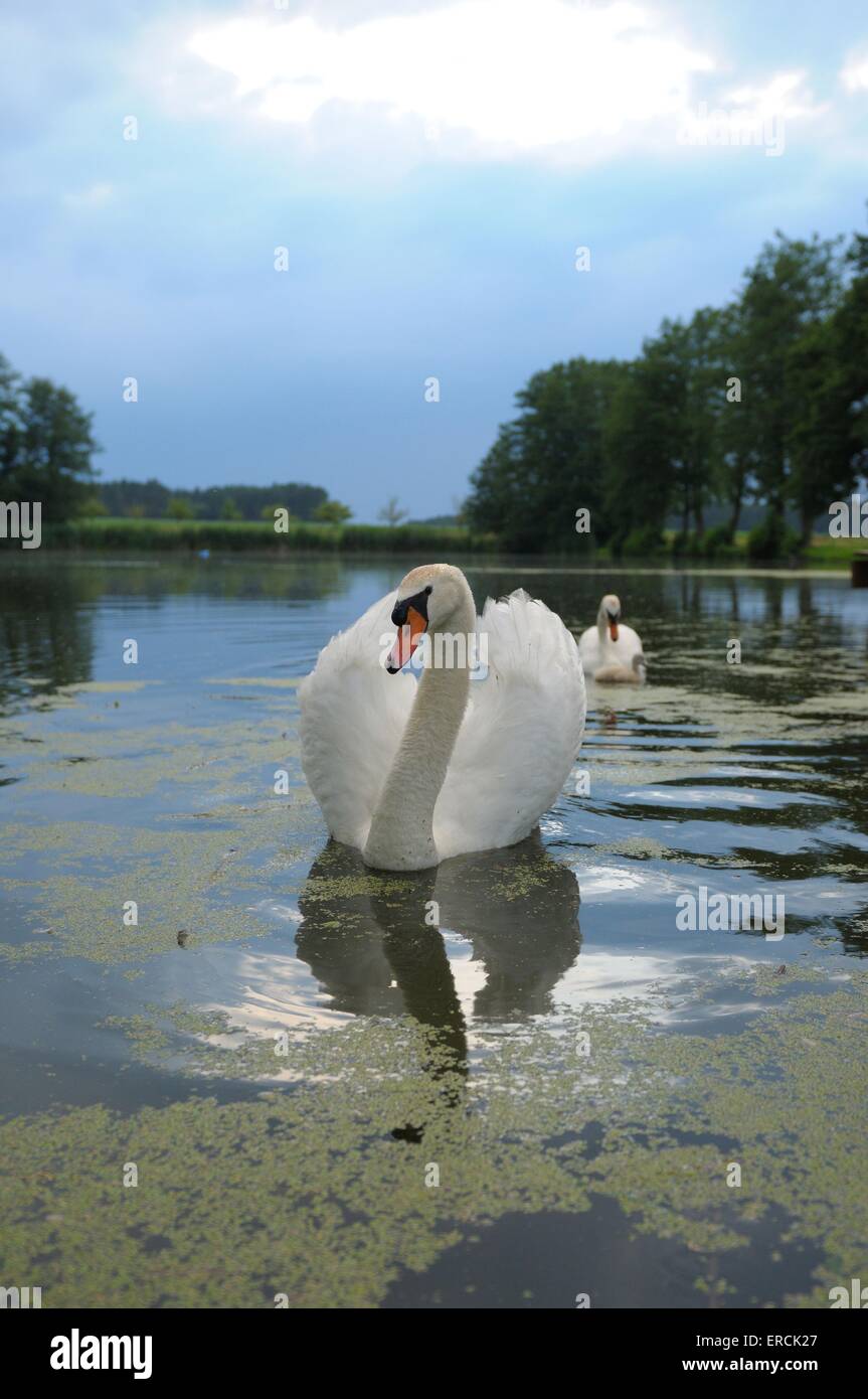 Le Cygne tuberculé Banque D'Images