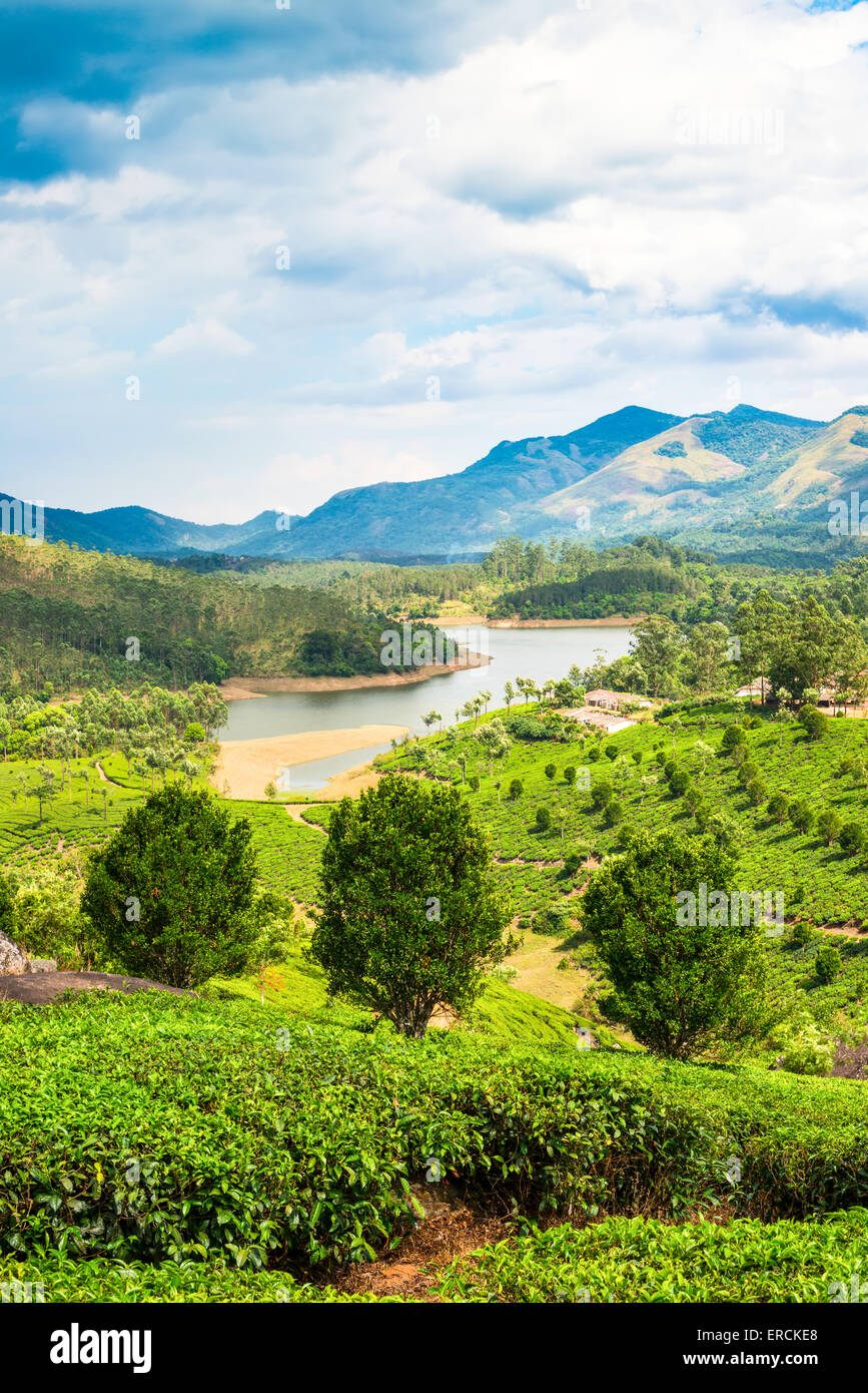Magnifique paysage de plantation de thé, avec des montagnes et des rivières du Kerala en Inde Banque D'Images