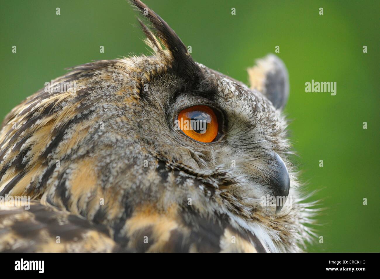 Eagle owl portrait Banque D'Images