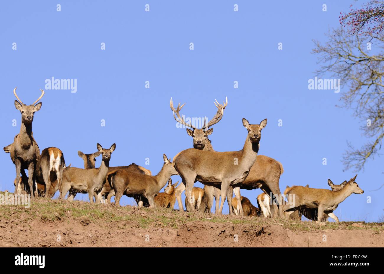 Red deer Banque D'Images
