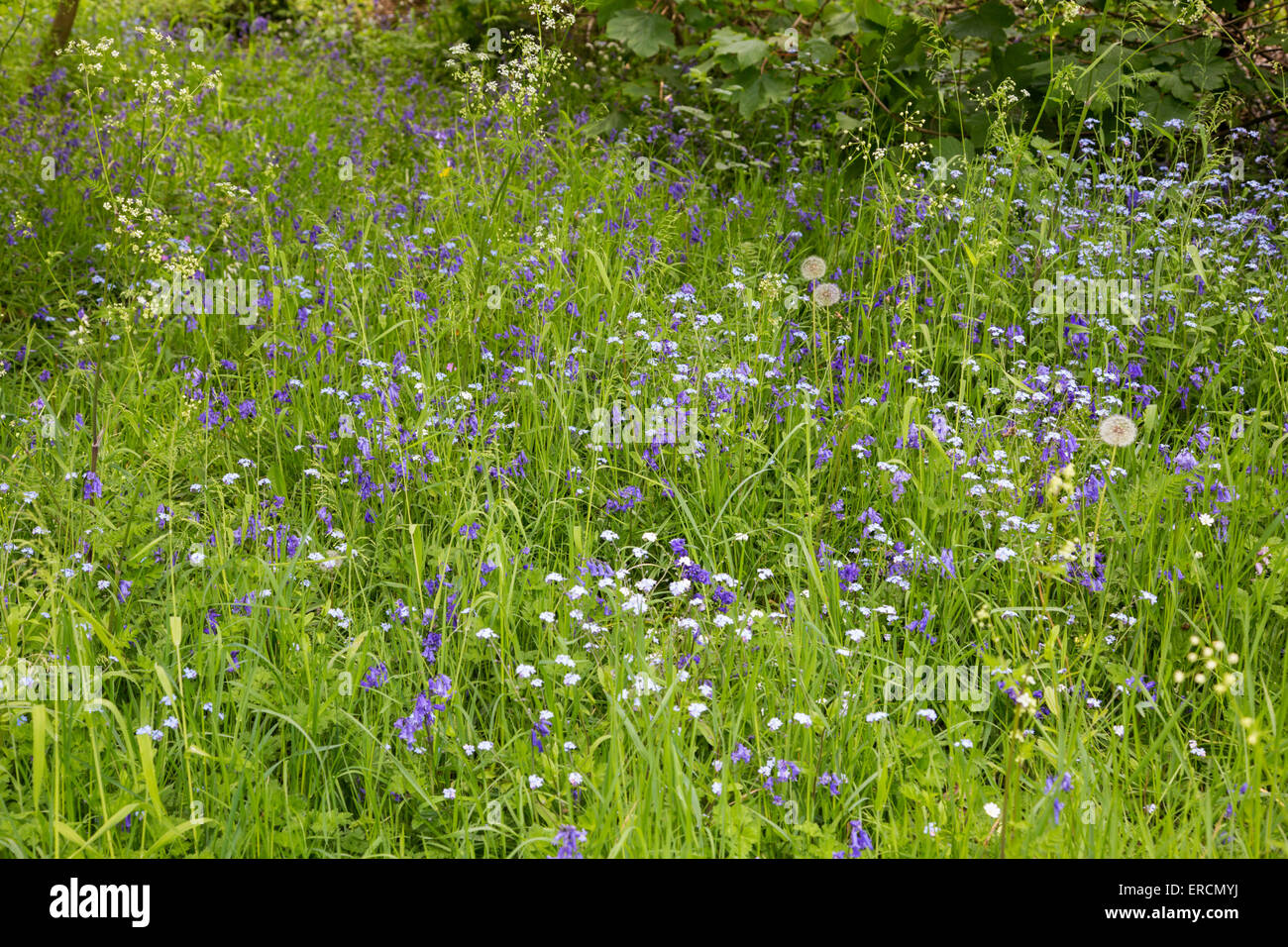 Jacinthes et forget-me-not fleurs, England, UK Banque D'Images