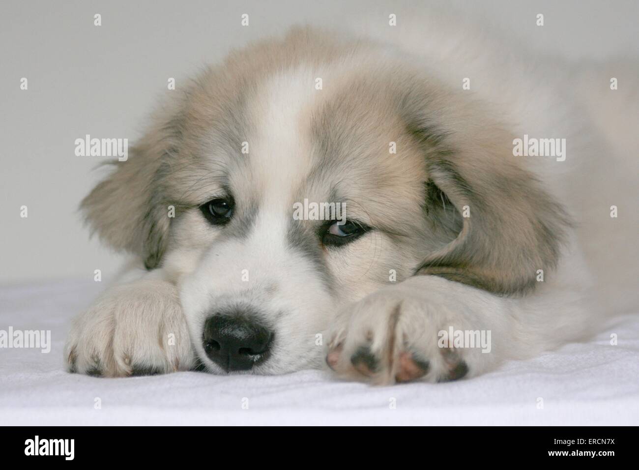 L'article de chien de Montagne des Pyrénées Banque D'Images