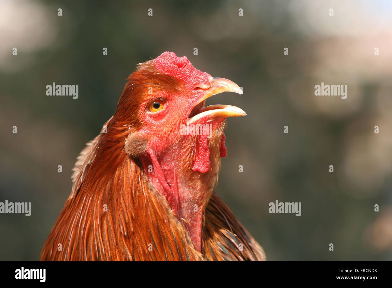 Le poulet appelle Banque de photographies et dimages à haute résolution