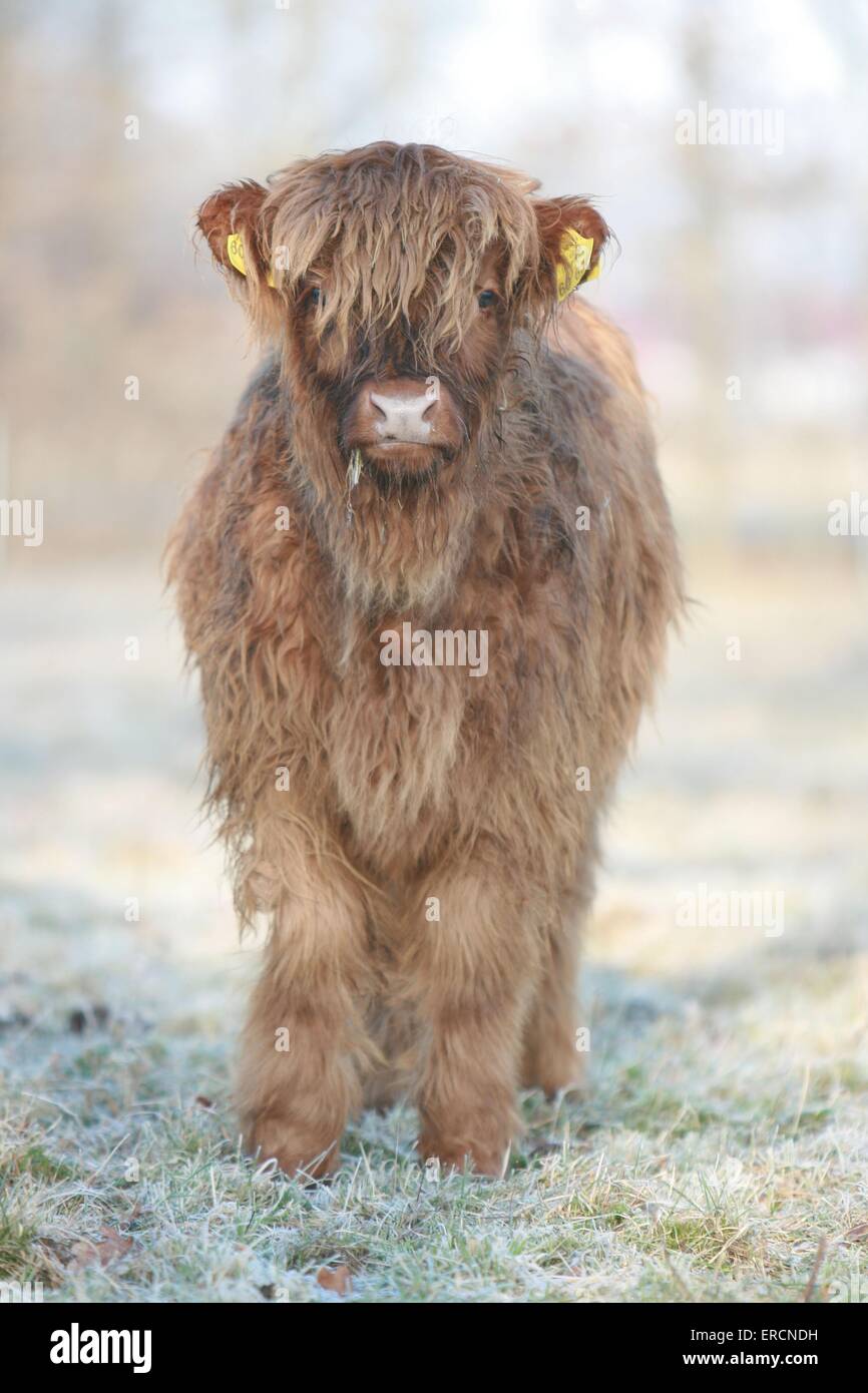 Highland cattle Banque D'Images